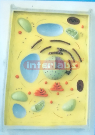 PLANT CELL MODEL WITH BASE